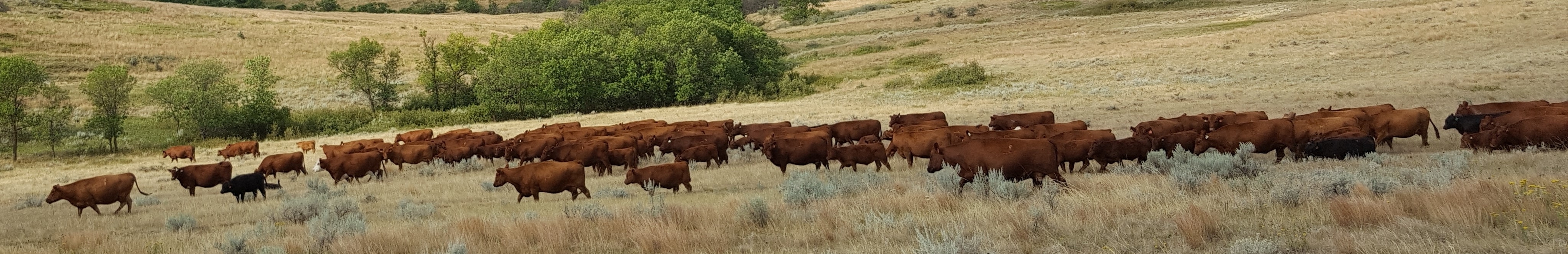 Milk Creek Reds